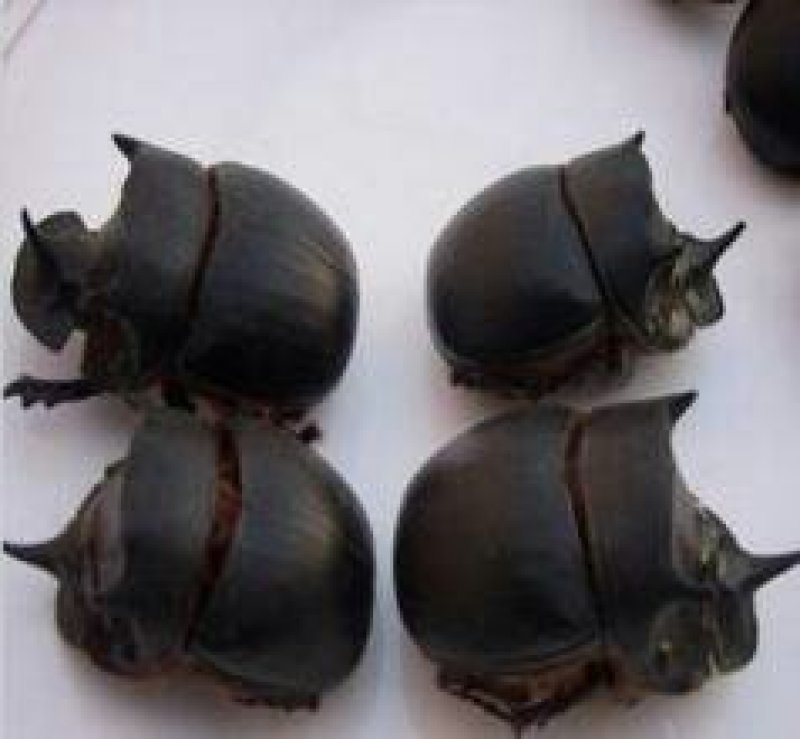 蜣螂千余品种供应承接订单