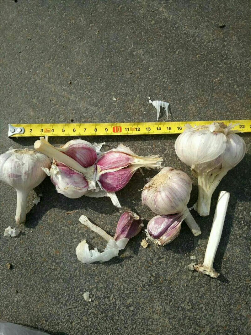 早熟太空大蒜种子，蒜苗种子原种，精挑细选只做精品