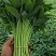 皮筋捆菜专用橡皮筋加宽绑菜橡皮筋绑蔬菜用橡皮筋