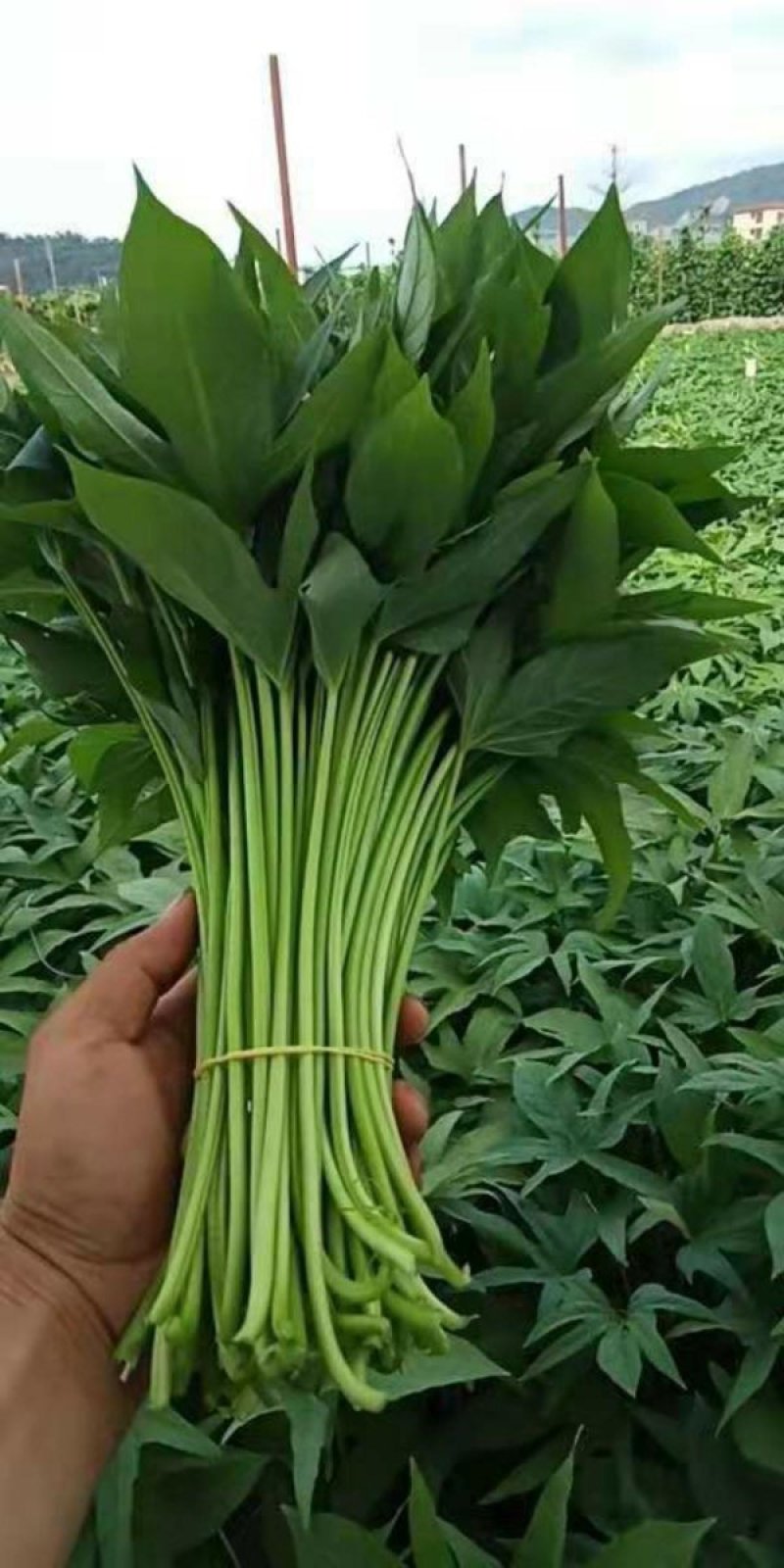 皮筋捆菜专用橡皮筋加宽绑菜橡皮筋绑蔬菜用橡皮筋