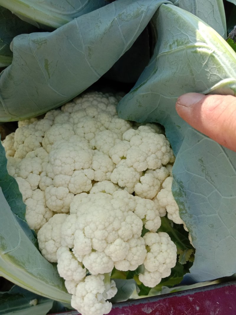 花菜有机散花青更白面基地直供超可供市走市场万亩基地量大