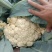 花菜有机散花青更白面基地直供超可供市走市场万亩基地量大