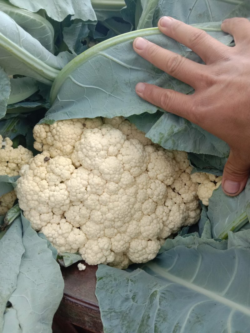 花菜有机散花青更白面基地直供超可供市走市场万亩基地量大