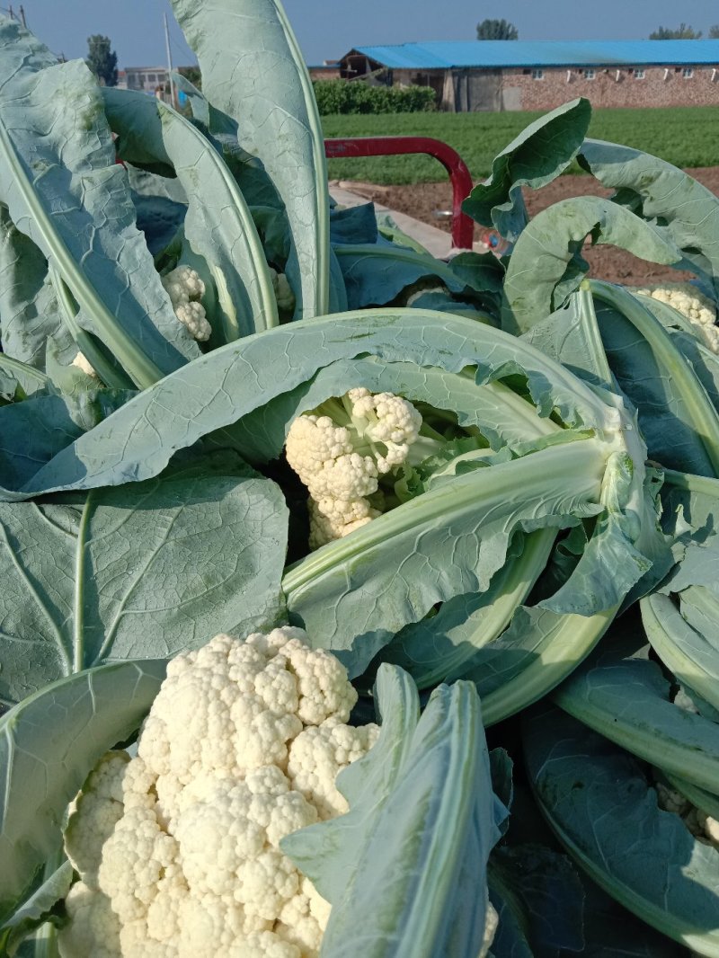 花菜有机散花青更白面基地直供超可供市走市场万亩基地量大
