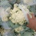 花菜有机散花青更白面基地直供超可供市走市场万亩基地量大