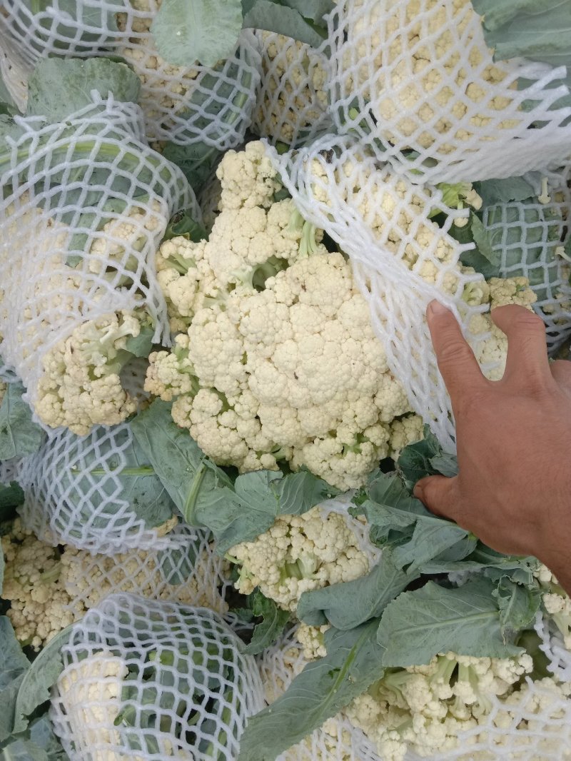 花菜有机散花青更白面基地直供超可供市走市场万亩基地量大