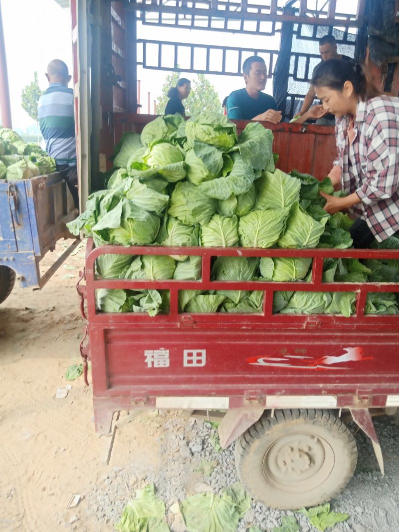 保定清苑供应甘蓝。质量保证，无烧心，无黑点