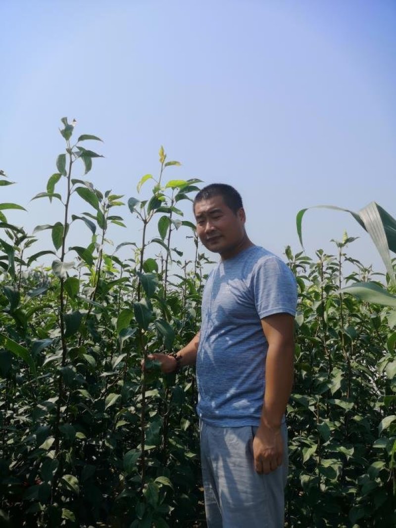 梨树苗早酥红梨苹果梨晚秋黄梨皇冠梨雨露香梨