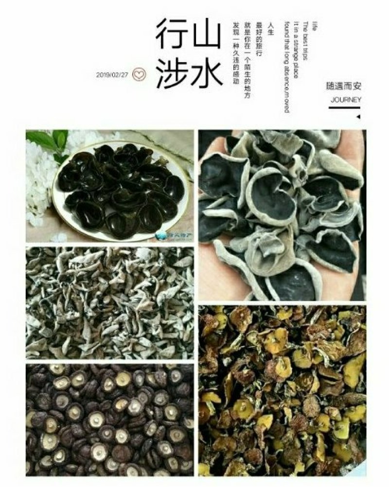 正宗东北特级农家精品林下产黑山碗云耳
