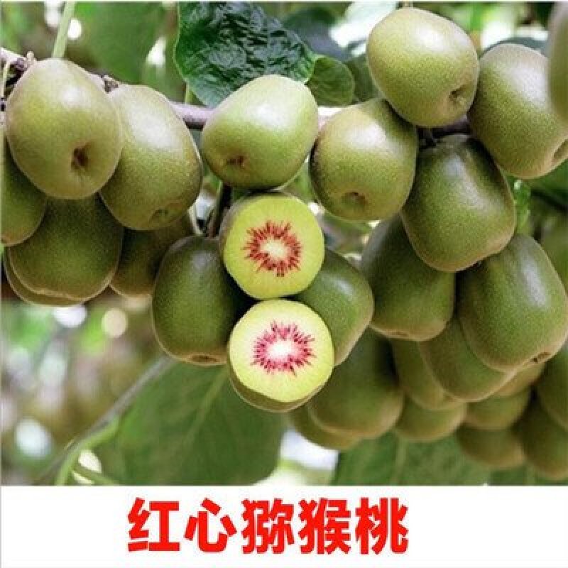 软枣猕猴桃苗红美红心猕猴桃海沃德绿心猕猴桃