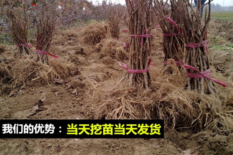 软枣猕猴桃苗红美红心猕猴桃海沃德绿心猕猴桃