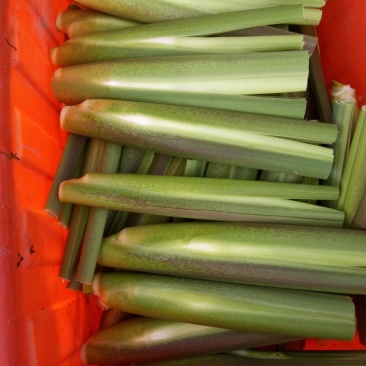 磐安高山茭白个头大肉白