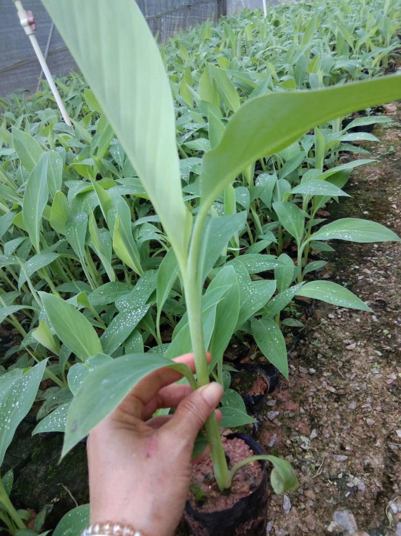 香蕉苗金粉一号粉蕉苗西贡蕉苗当年结果
