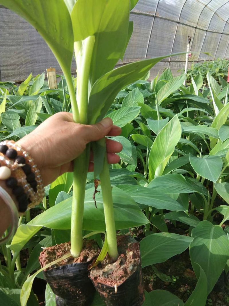香蕉苗金粉一号粉蕉苗西贡蕉苗当年结果