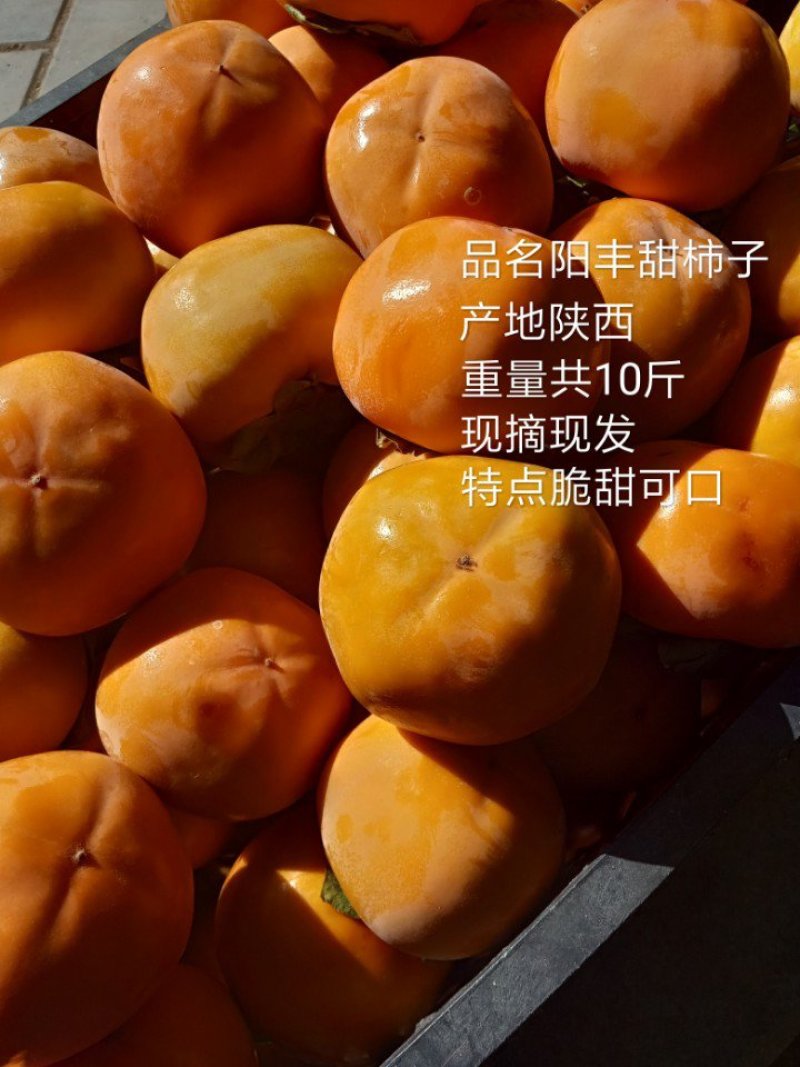 快手抖音网红水果脆甜柿子产地直销即摘即吃自然脱涩