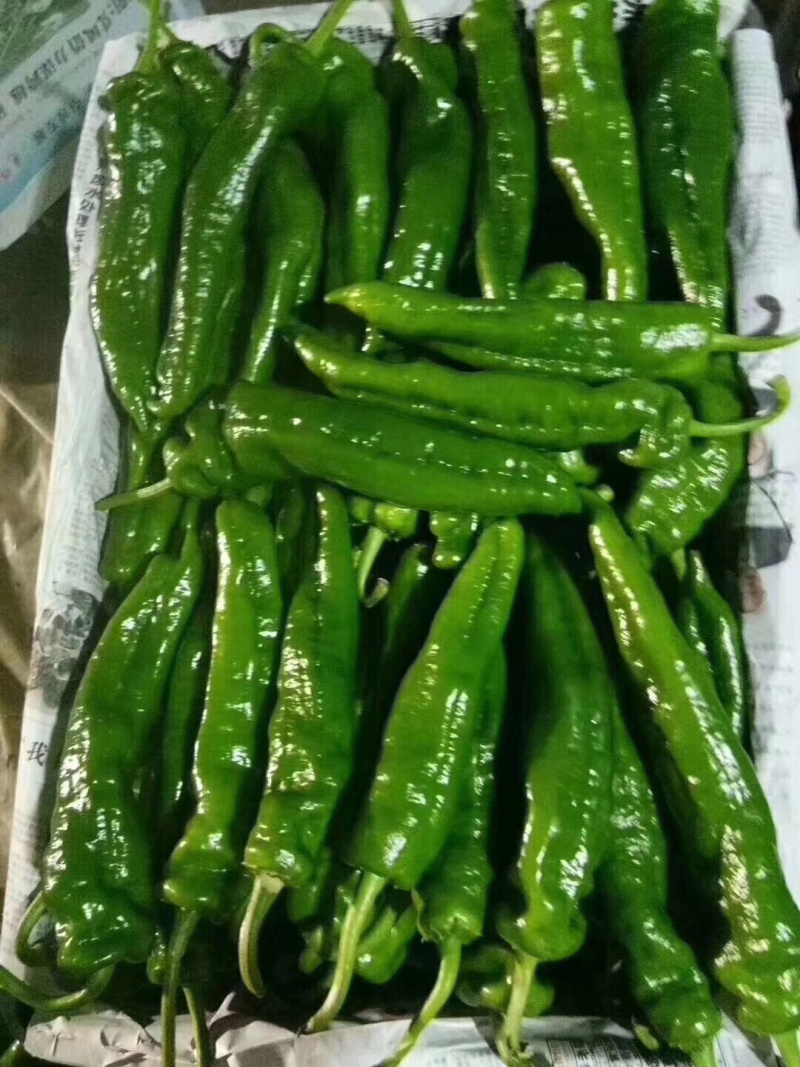 大棚尖椒，条形直，个大，毛皮靓大量上市，