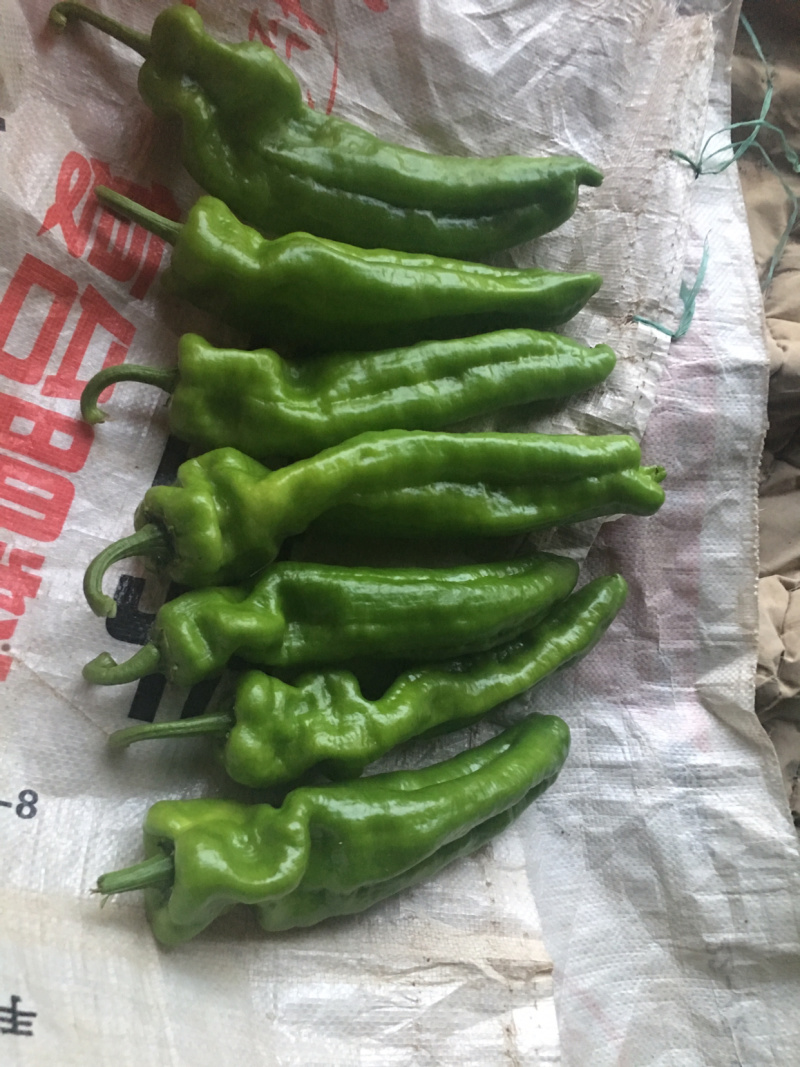 大棚尖椒，条形直，个大，毛皮靓大量上市，