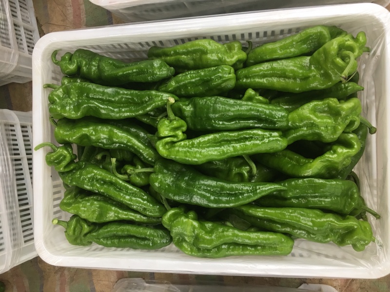 大棚尖椒，条形直，个大，毛皮靓大量上市，