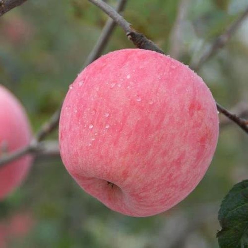 促销青帅苹果精品苹果苗红富士东北寒富苹果3年苗买十棵赠1