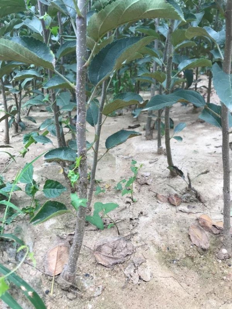 促销青帅苹果精品苹果苗红富士东北寒富苹果3年苗买十棵赠1
