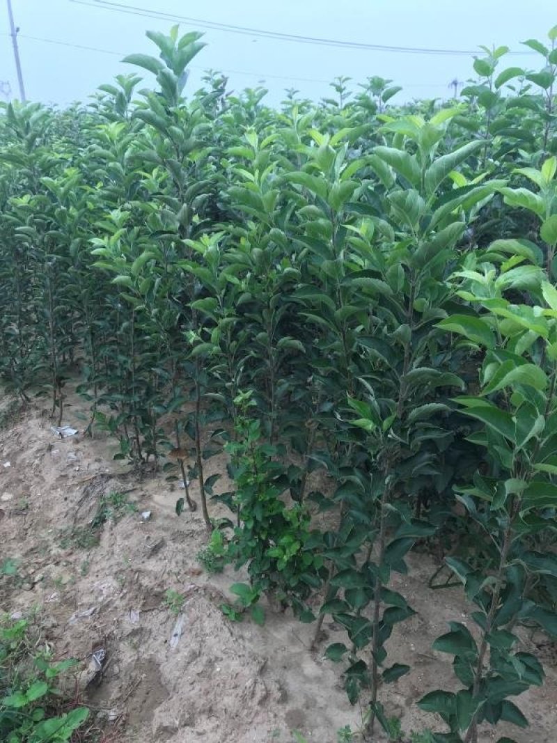 促销青帅苹果精品苹果苗红富士东北寒富苹果3年苗买十棵赠1