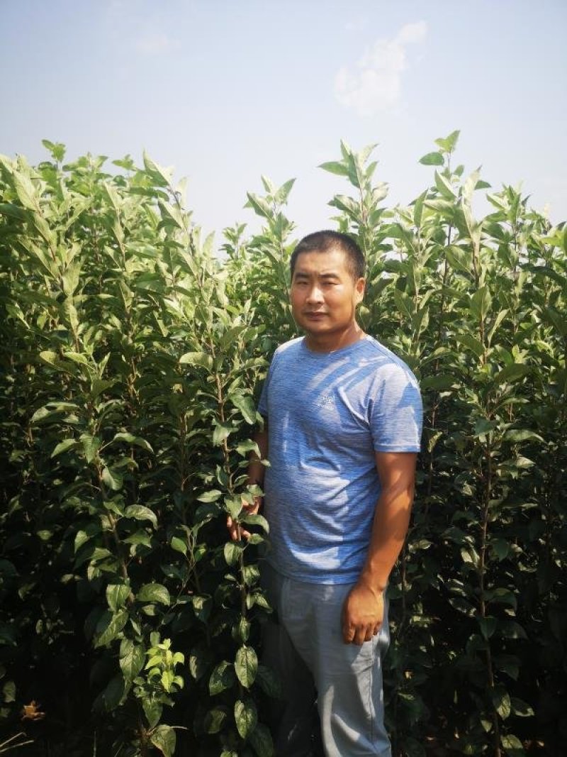 促销青帅苹果精品苹果苗红富士东北寒富苹果3年苗买十棵赠1