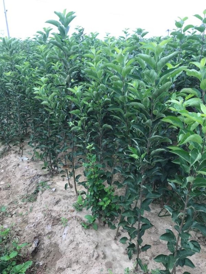 促销青帅苹果精品苹果苗红富士东北寒富苹果3年苗买十棵赠1