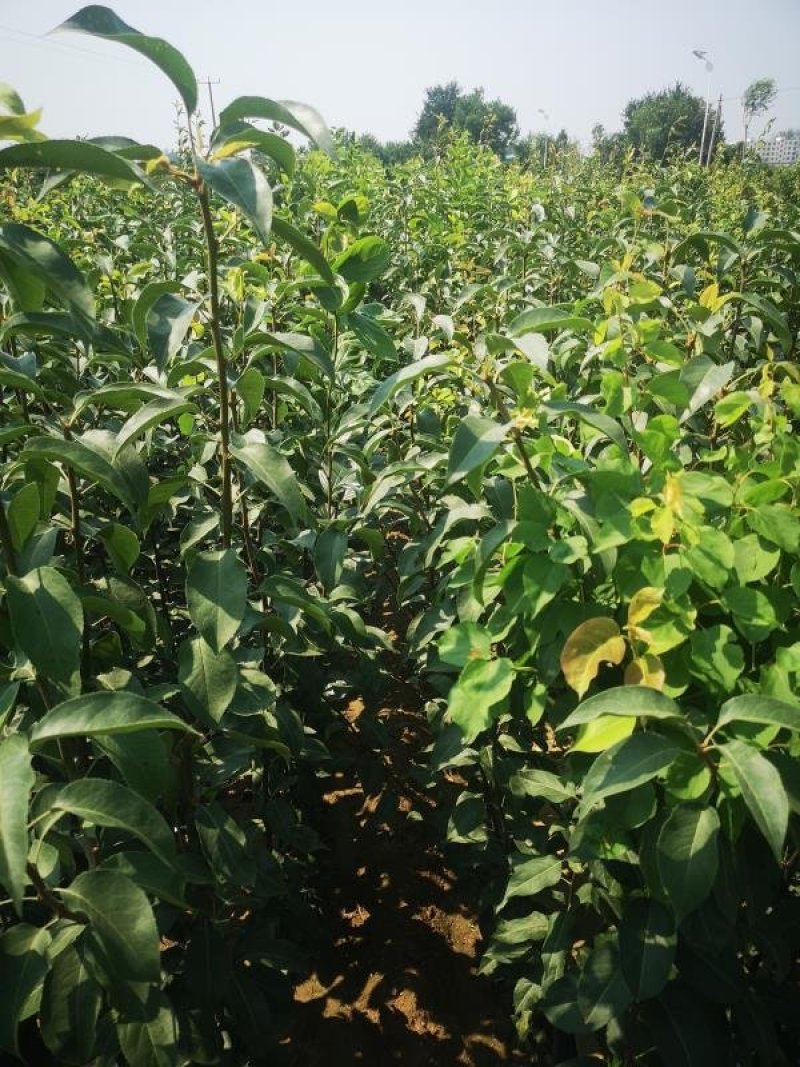 促销青帅苹果精品苹果苗红富士东北寒富苹果3年苗买十棵赠1
