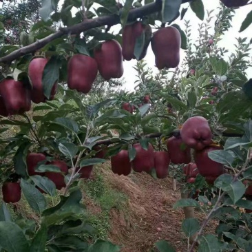 高山区的花牛苹果，聚鑫苹果种植专业合作社，可以代发的