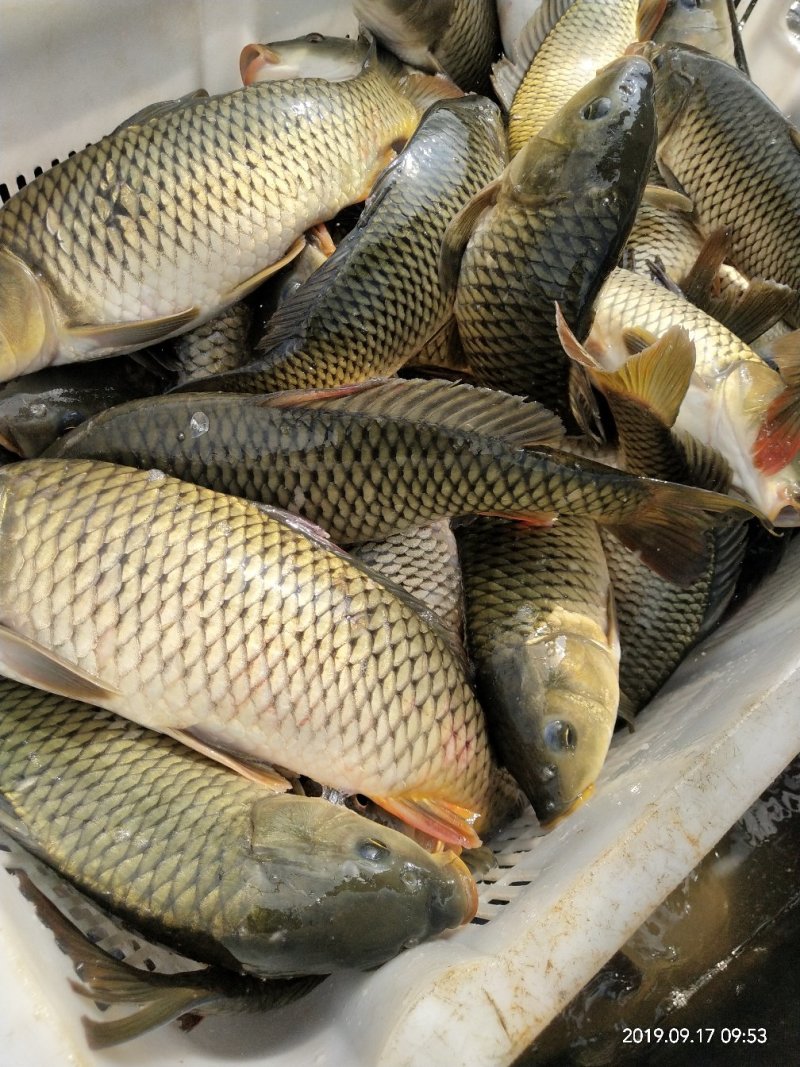 水库鲤鱼