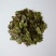 腹水草千余品种供应承接订单