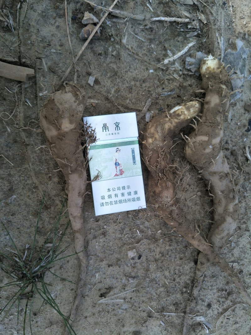 白玉山药苗