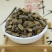 鼠妇虫潮虫湿生虫千余品种供应承接订单