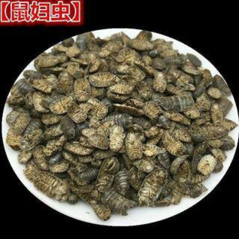 鼠妇虫潮虫湿生虫千余品种供应承接订单