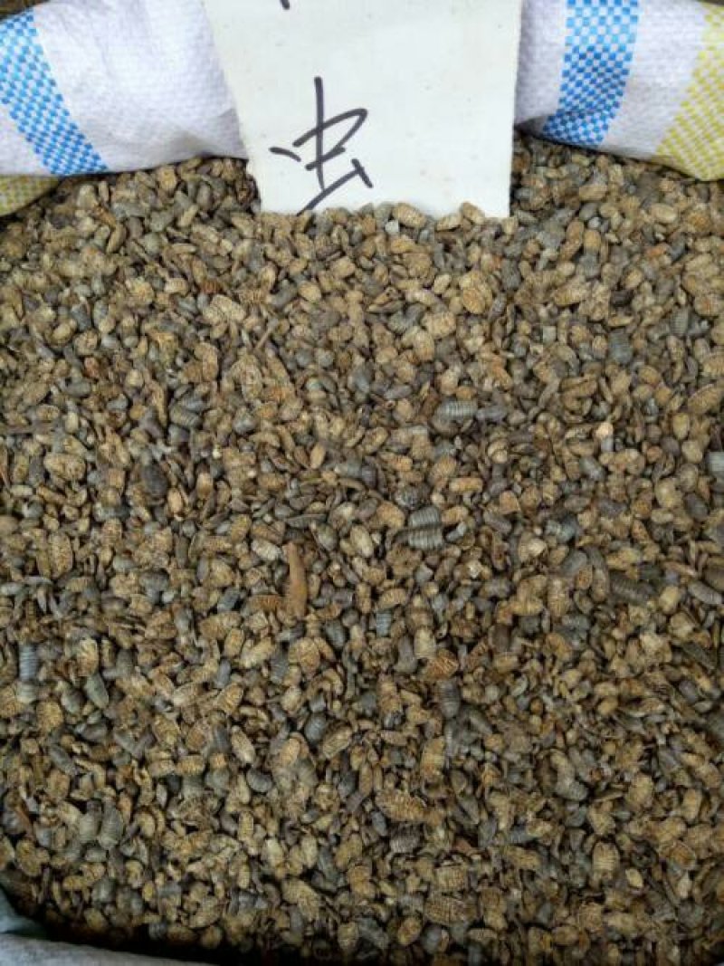 鼠妇虫潮虫湿生虫千余品种供应承接订单