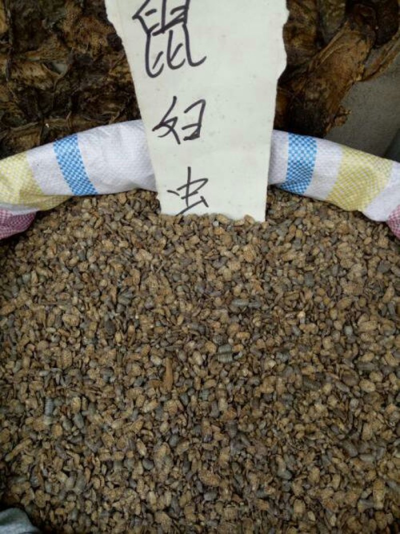 鼠妇虫潮虫湿生虫千余品种供应承接订单