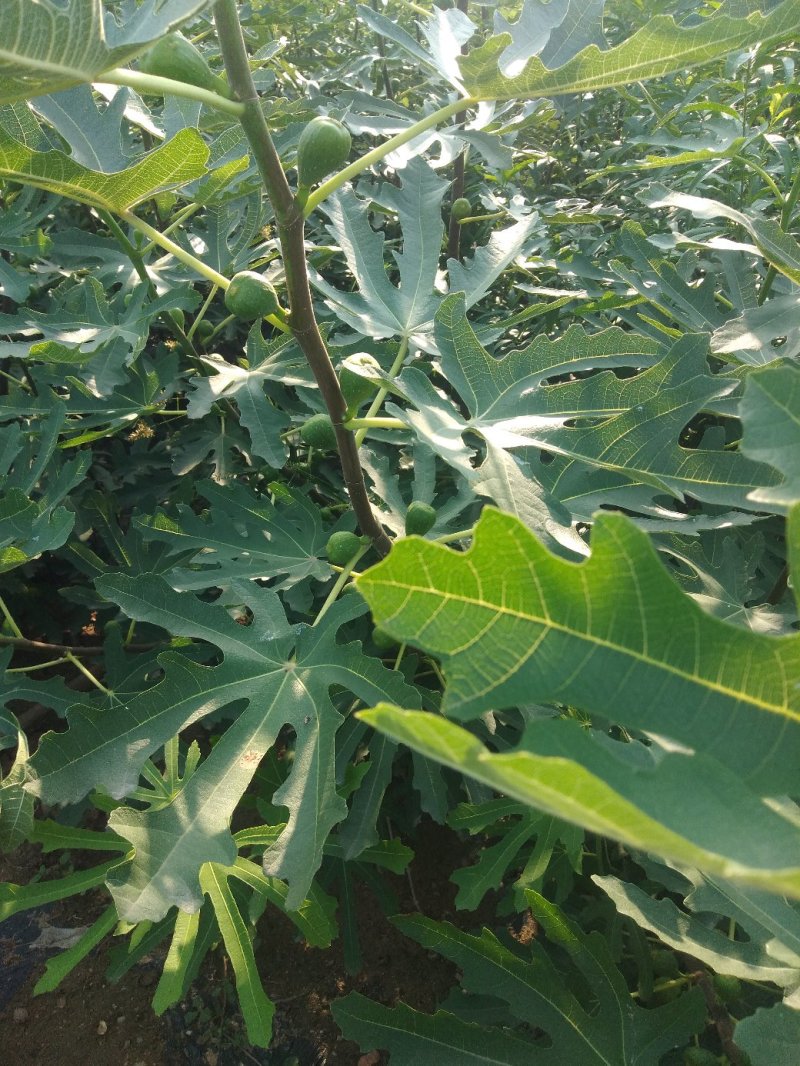 布兰瑞克无花果苗，当年挂果，果实大：甜度高，营养丰富。