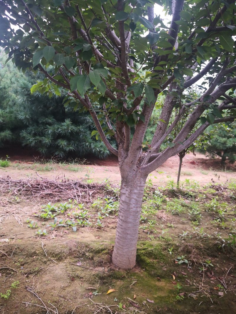 樱花树，各种规格都有，4-15公分。