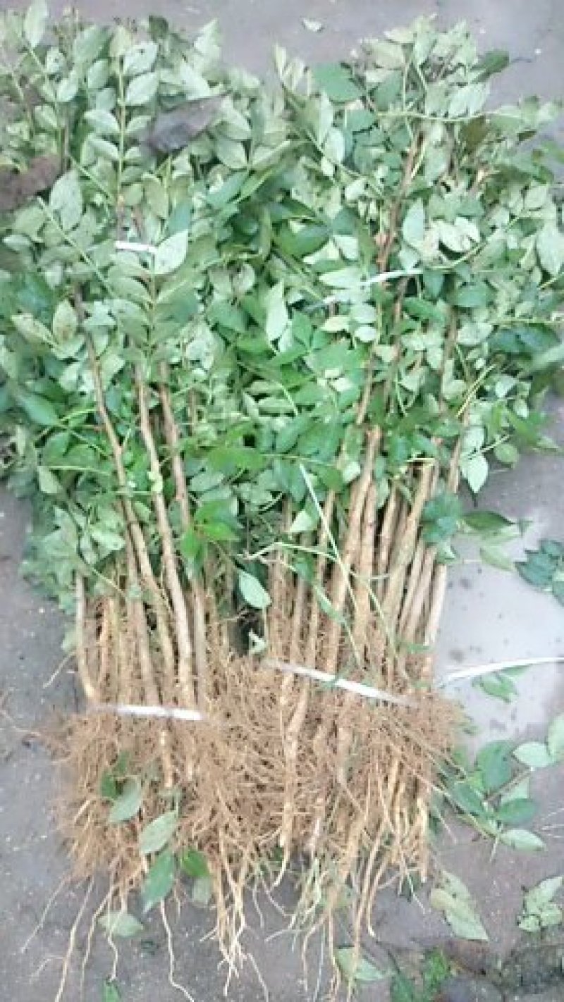 （有好货）大红袍花椒苗，地1.2公分（温馨提示：不包邮）