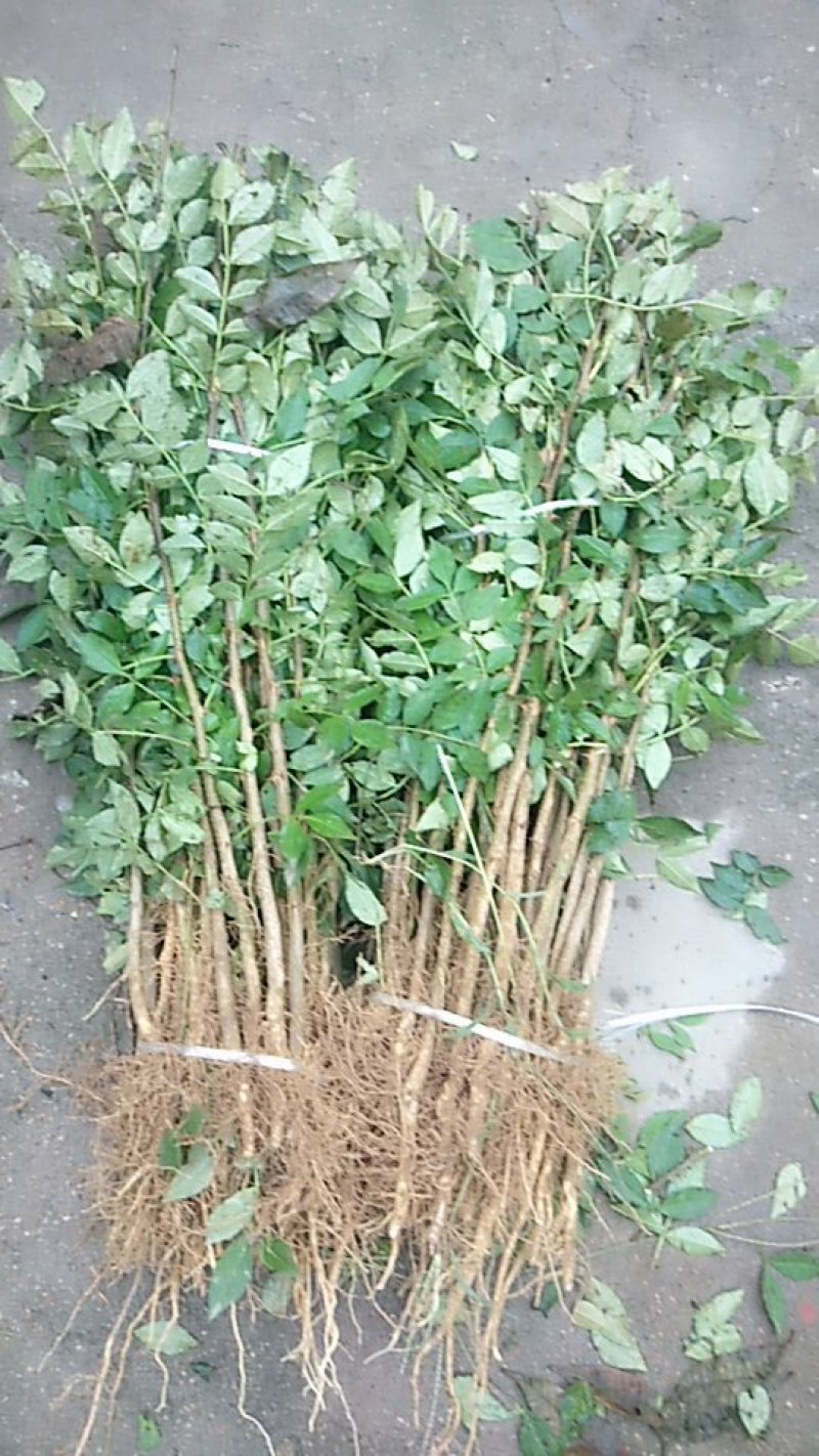 （有好货）大红袍花椒苗，地1.2公分（温馨提示：不包邮）