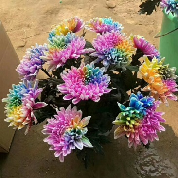 菊花
