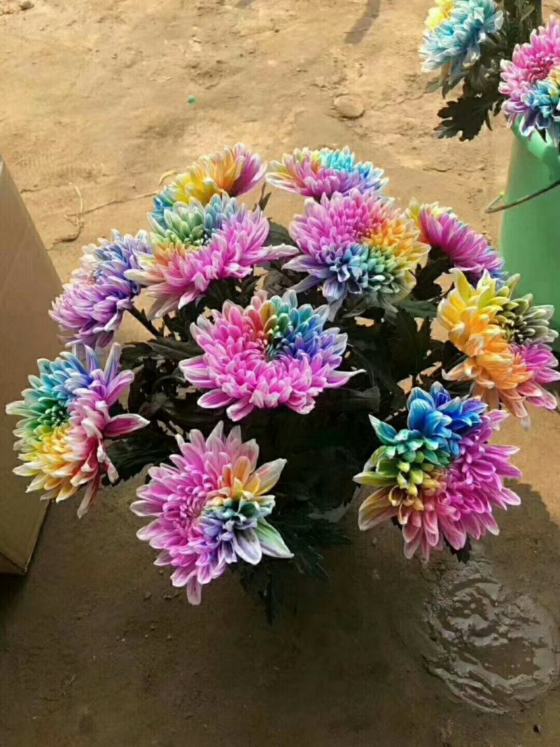 菊花