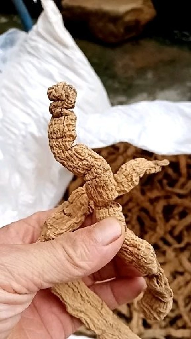 巴戟扁片(特大干品)大片，大片，一手货源，价格实惠