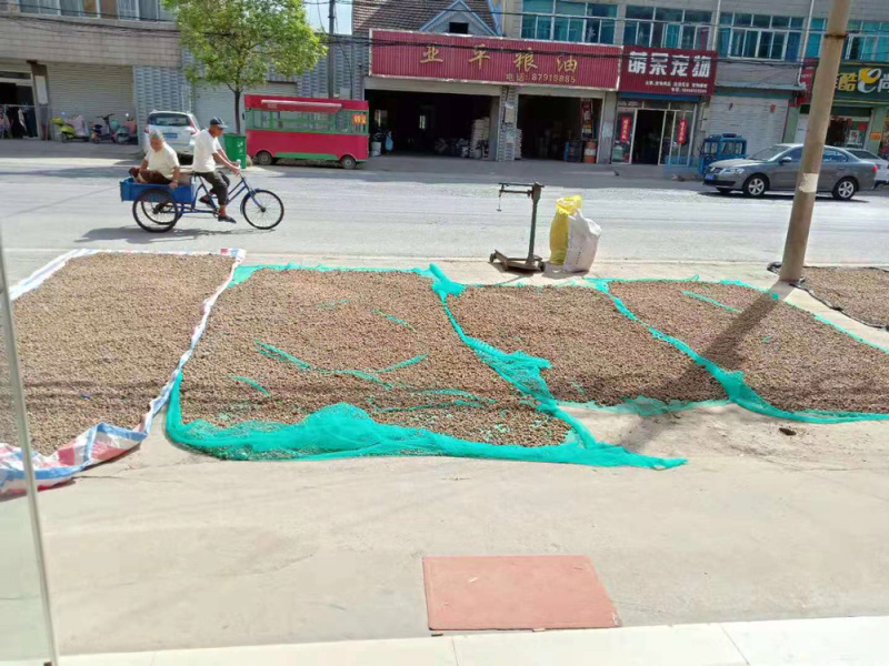 纯野生半夏种子，无浮土，无烂的