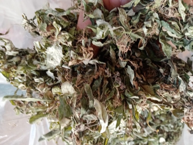 百花地胆头（俗称白背仔），野生值得拥有