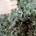 百花地胆头（俗称白背仔），野生值得拥有