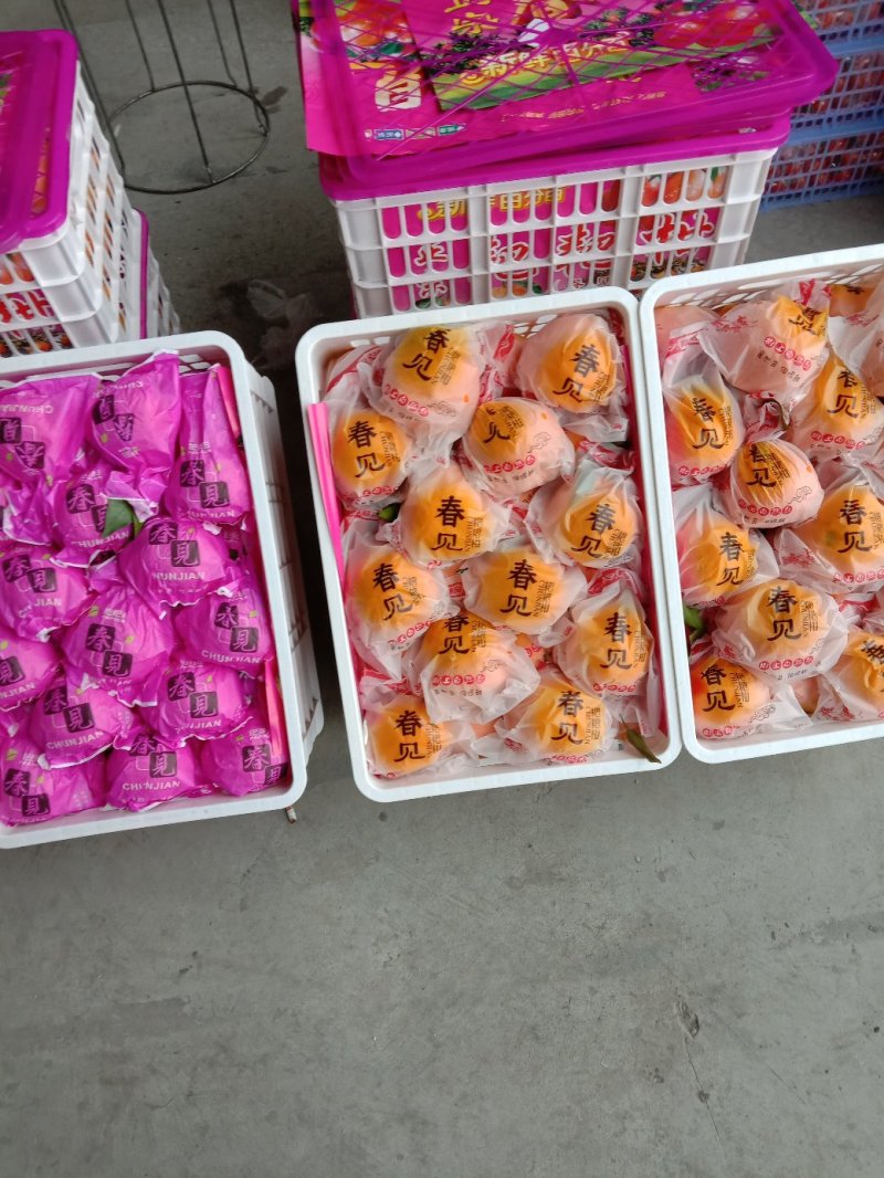 本地精品耙耙柑/年前采明日见口感甜包装好/产地直发
