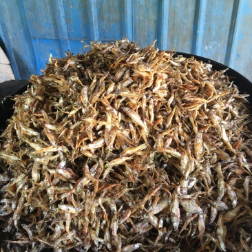 油炸白肖鱼、白条鱼
