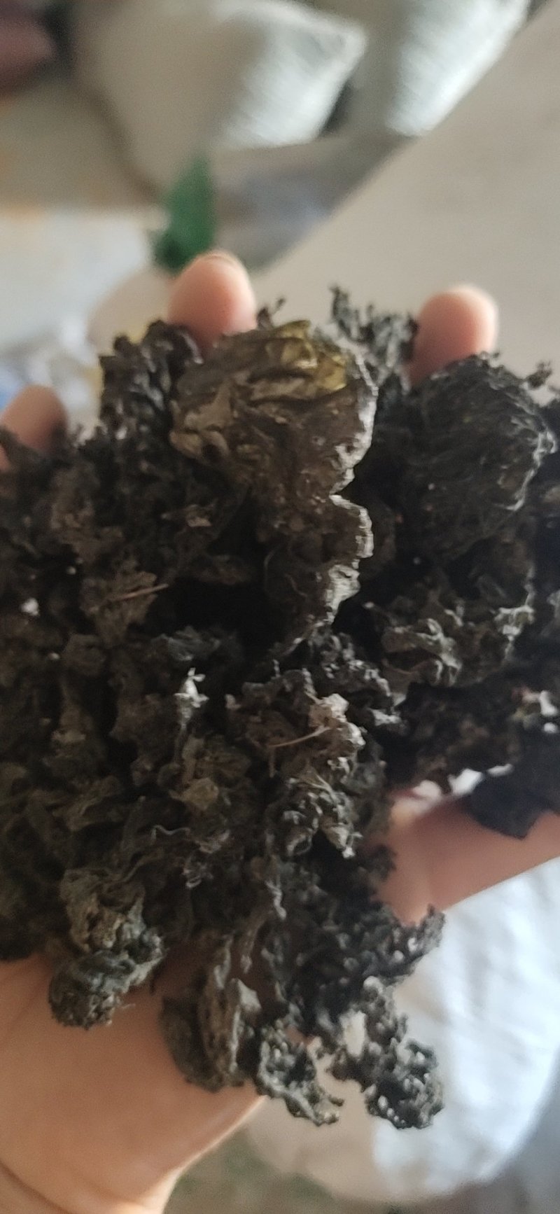 地皮菜