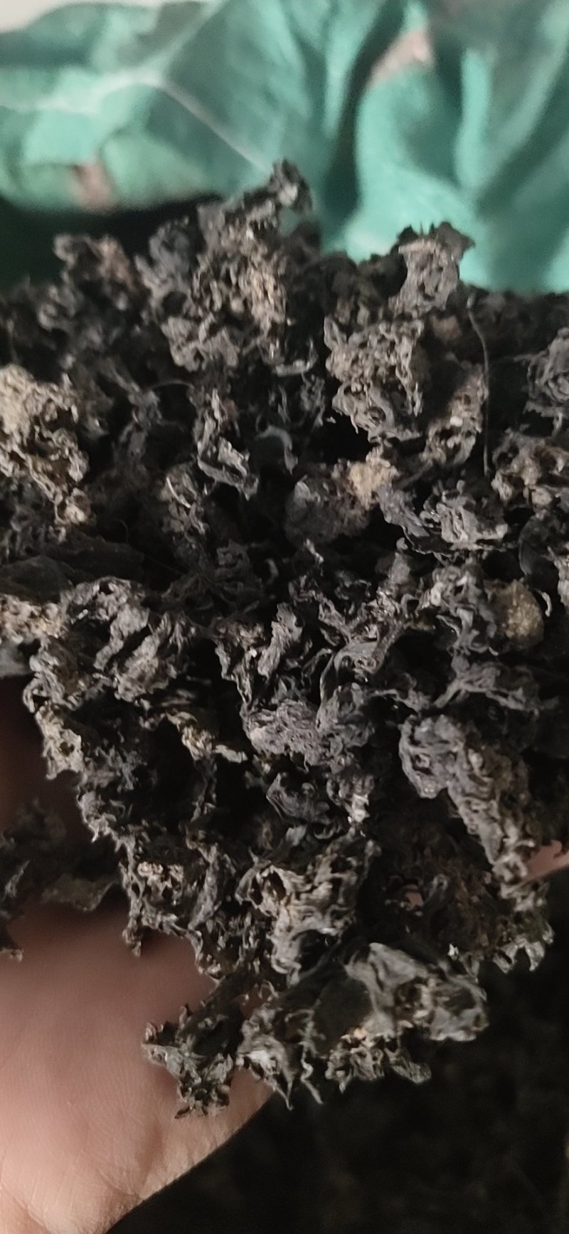 地皮菜